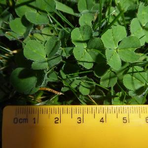 Trifolium subterraneum