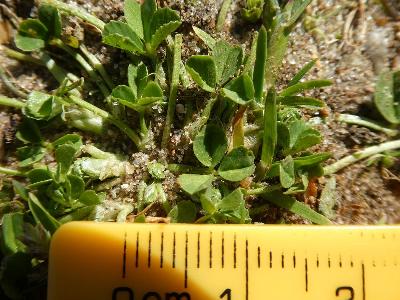 Trifolium suffocatum