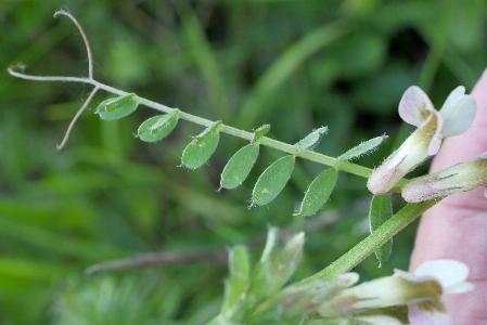 Vicia pannonica