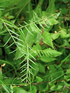 Vicia tenuifolia