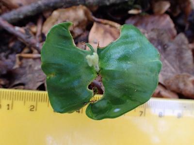 Fagus sylvatica (cotyledons)