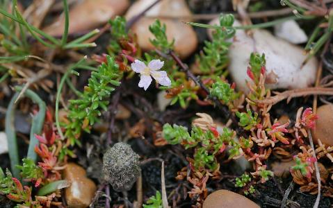 Frankenia laevis (1)