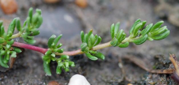 Frankenia laevis (2)