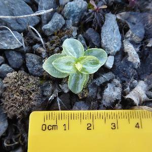 Blackstonia perfoliata