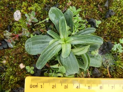 Centaurium erythraea (1)