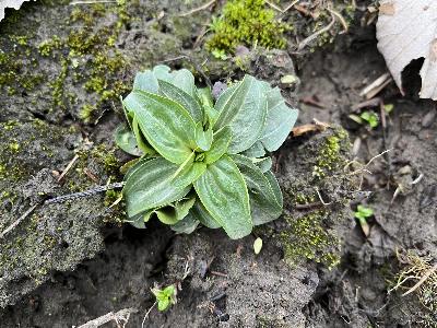 Centaurium erythraea (2)