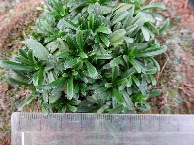 Centaurium littorale