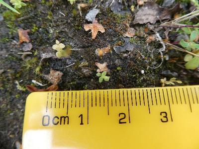 Centaurium pulchellum