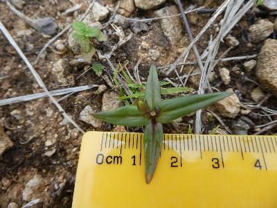 Gentianella amarella