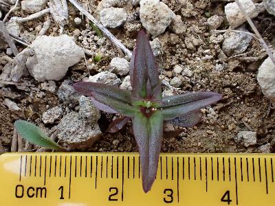 Gentianella amarella subsp anglica