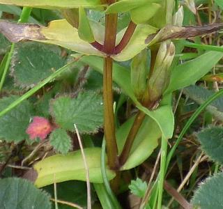 Gentianella campestris