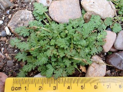 Erodium maritimum (1)