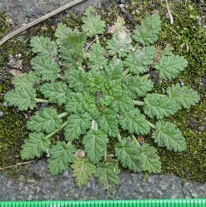 Erodium maritimum (2)
