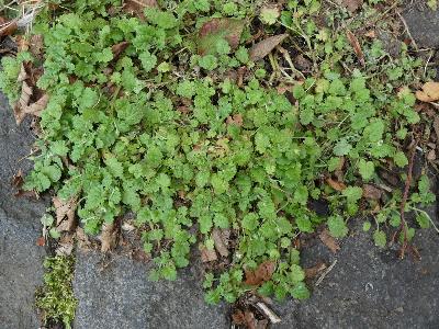 Erodium maritimum (3)