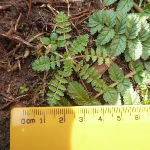 Erodium moschatum