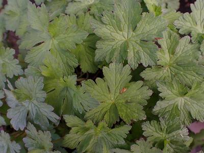 Geranium himalayense