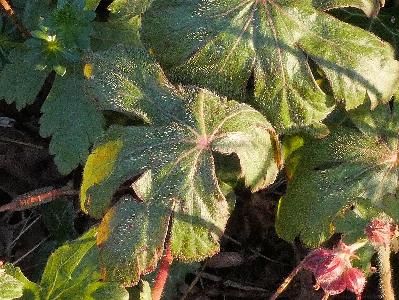 Geranium macrorrhizum (1)