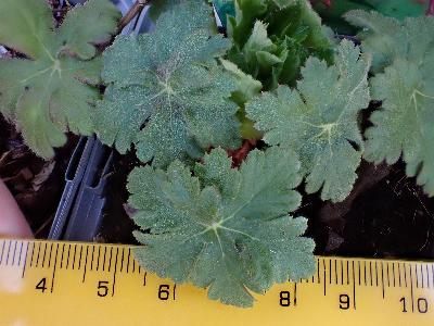 Geranium macrorrhizum (2)