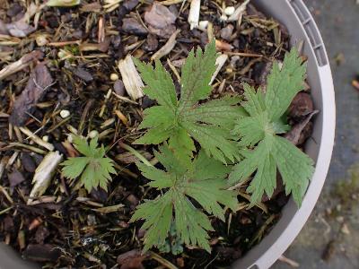 Geranium psilostemon