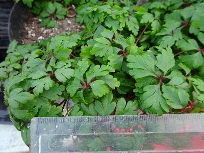 Geranium purpureum subsp forsteri