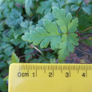 Geranium robertianum