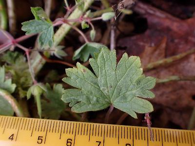 Geranium rotundifolium (1)