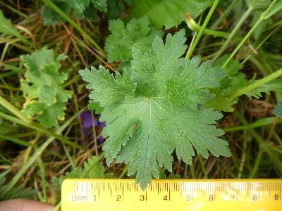 Geranium x magnificum