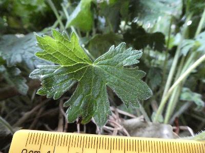 Geranium x oxonianum