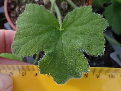 Pelargonium tomentosum