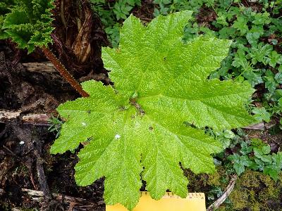 Gunnera manicata