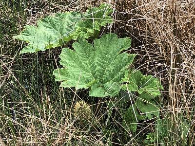 Gunnera tinctoria