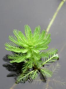 Myriophyllum aquaticum