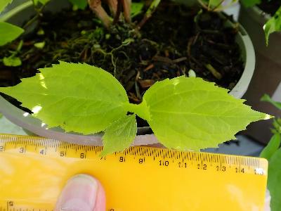 Philadelphus coronarius