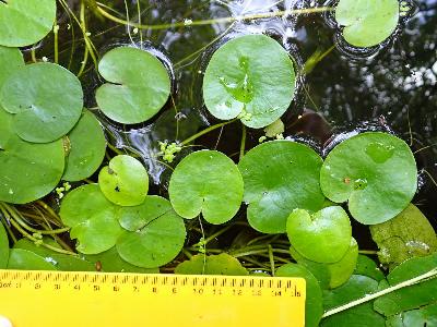 Hydrocharis morsus-ranae