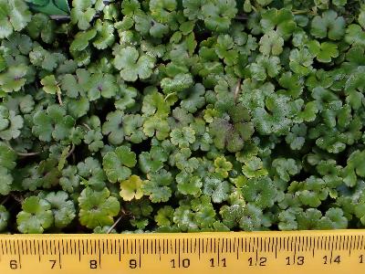 Hydrocotyle novae-zeelandiae