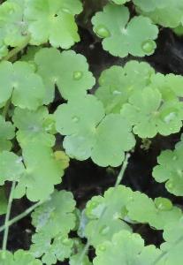 Hydrocotyle ranunculoides