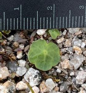 Hydrocotyle vulgaris (2)