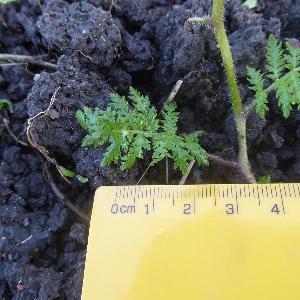 Phacelia tanacetifolia