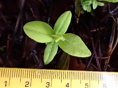 Hypericum androsaemum