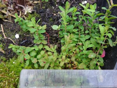 Hypericum linariifolium