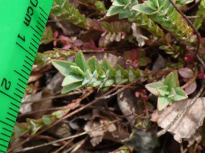 Hypericum olympicum (1)