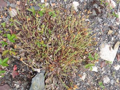 Hypericum olympicum (2)