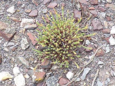 Hypericum olympicum (3)