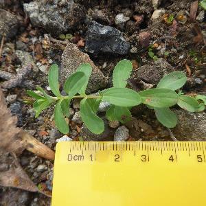 Hypericum perforatum