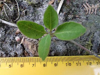 Hypericum pulchrum (1)