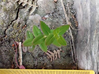 Hypericum pulchrum (2)
