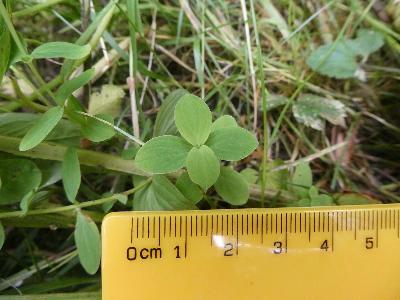 Hypericum tetrapterum