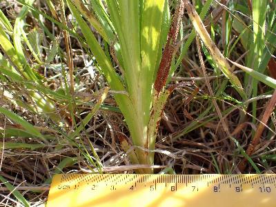 Crocosmia x crocosmiiflora