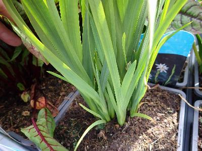 Schizostylis coccinea