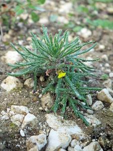 Ajuga chamaepitys (1)